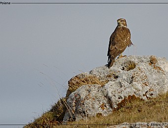 Animali 161